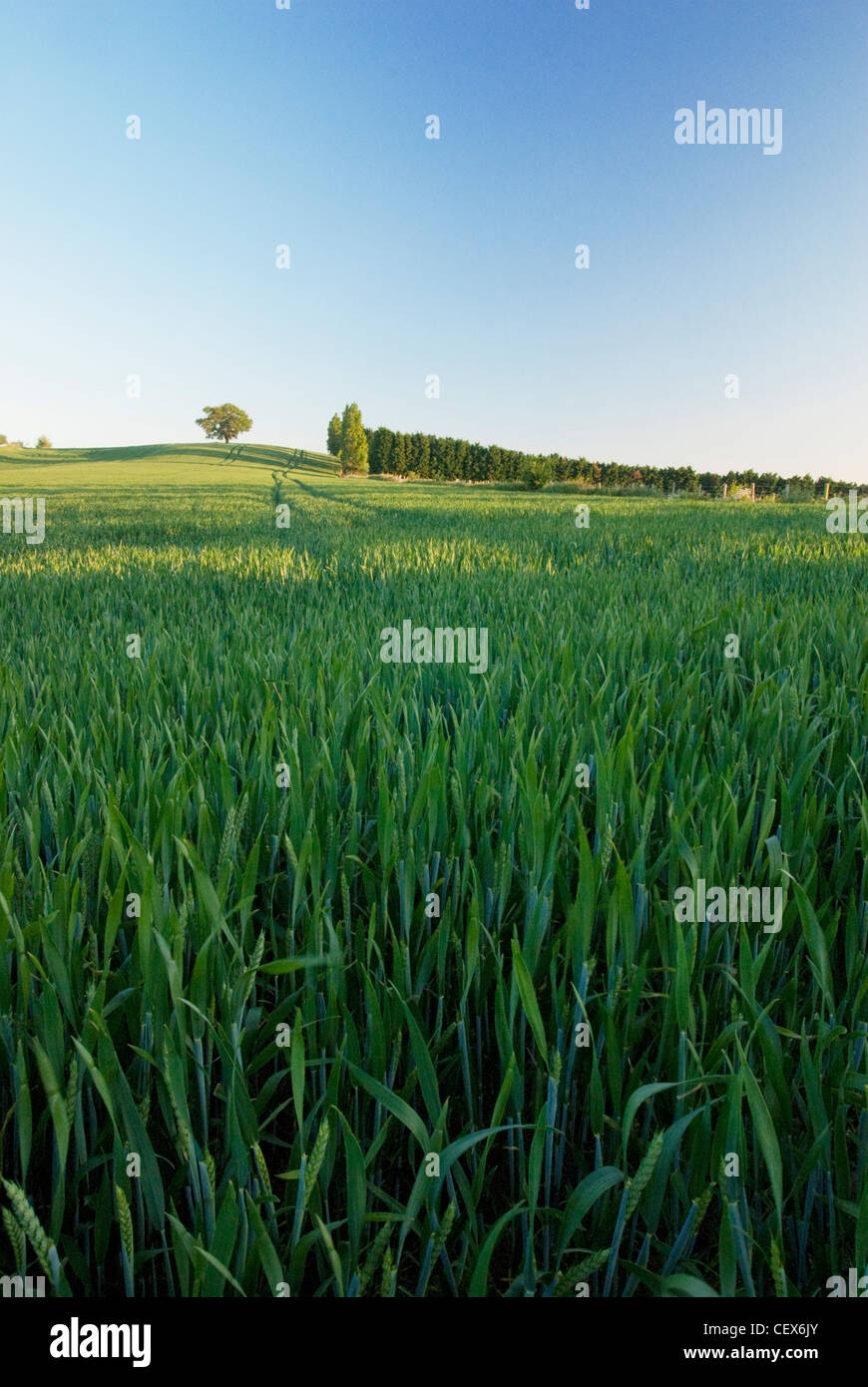 Tree on brow of hill hi-res stock photography and images - Alamy