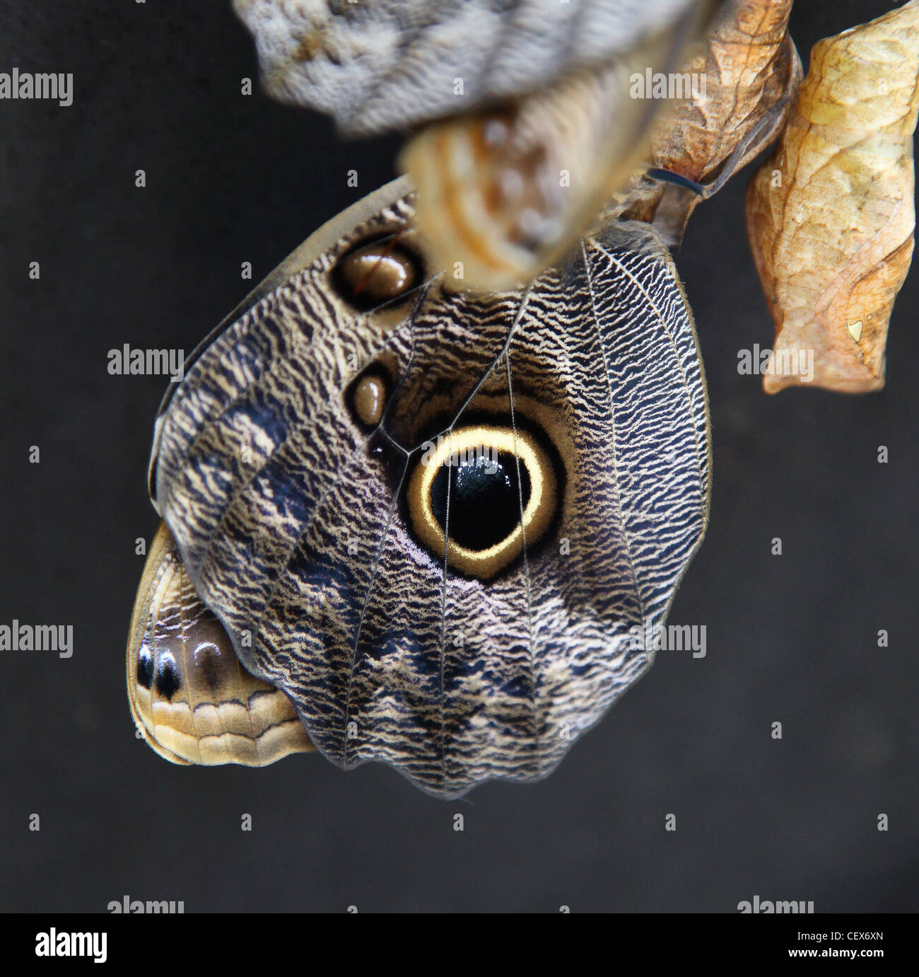 An Owl Butterfly (Caligo Eurilochus) showing the means of warding off predators such as large eye spots and a snake head Stock Photo