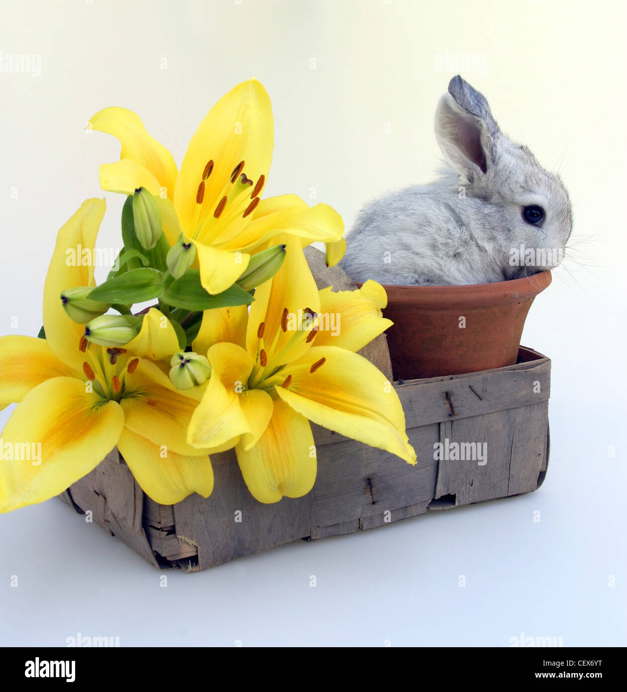 Baby rabbit playing in a plant pot, with yellow Asiatic lilies in the basket Stock Photo