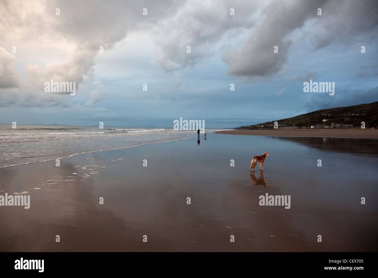 Dog walking on the beach at Barmouth. Stock Photo