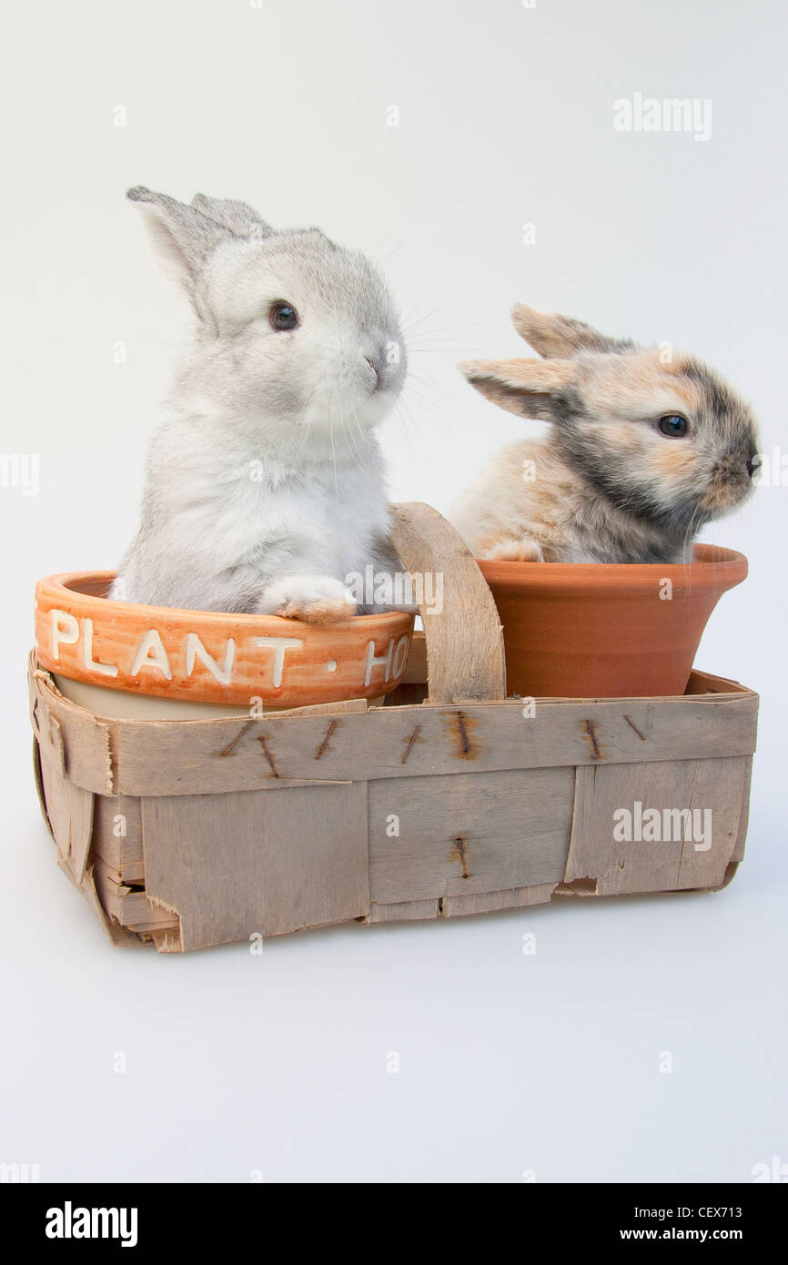 Look out the gardener's coming! Two baby rabbits hiding in a pair of plant pots in a basket, looking around Stock Photo