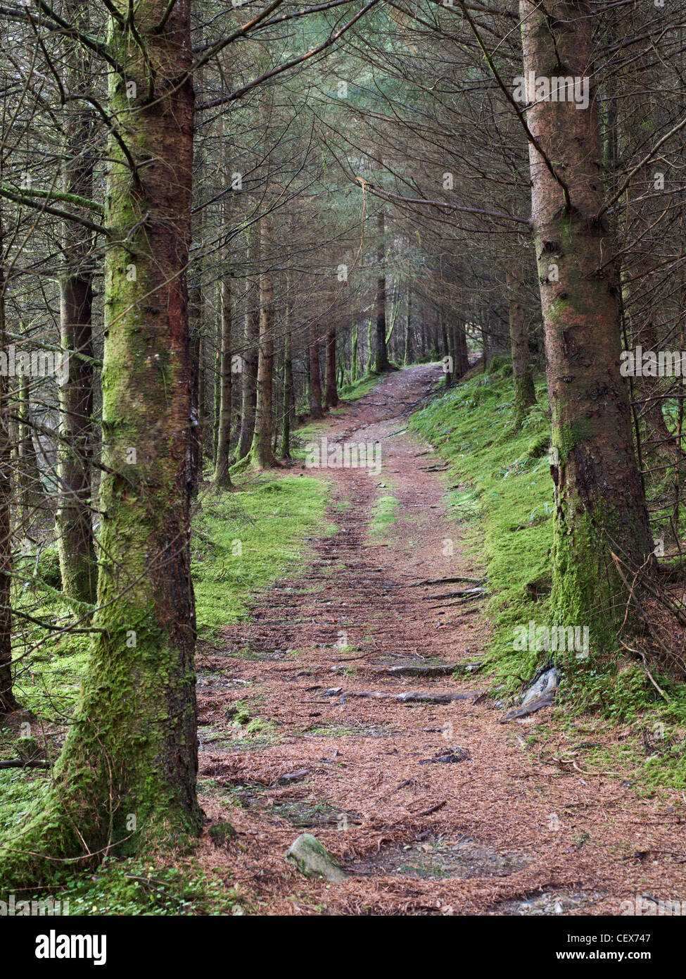 coed y brenin trail centre