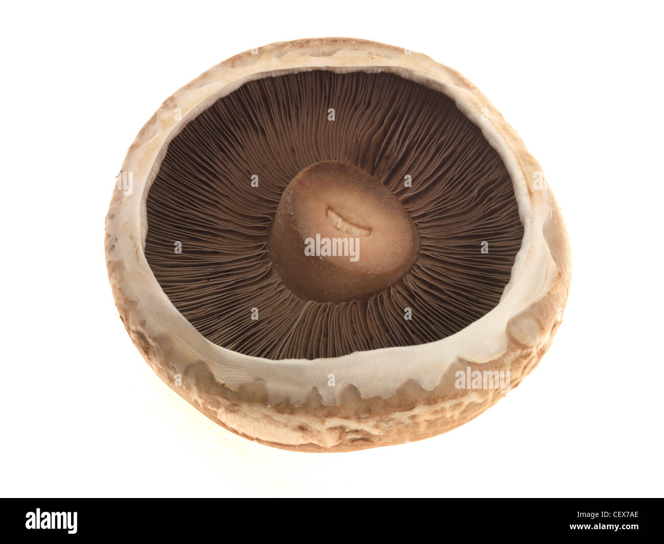 Fresh Healthy Raw Ready To Cook Portobello Mushroom Isolated Against A White Background With No People And A Clipping Path Stock Photo