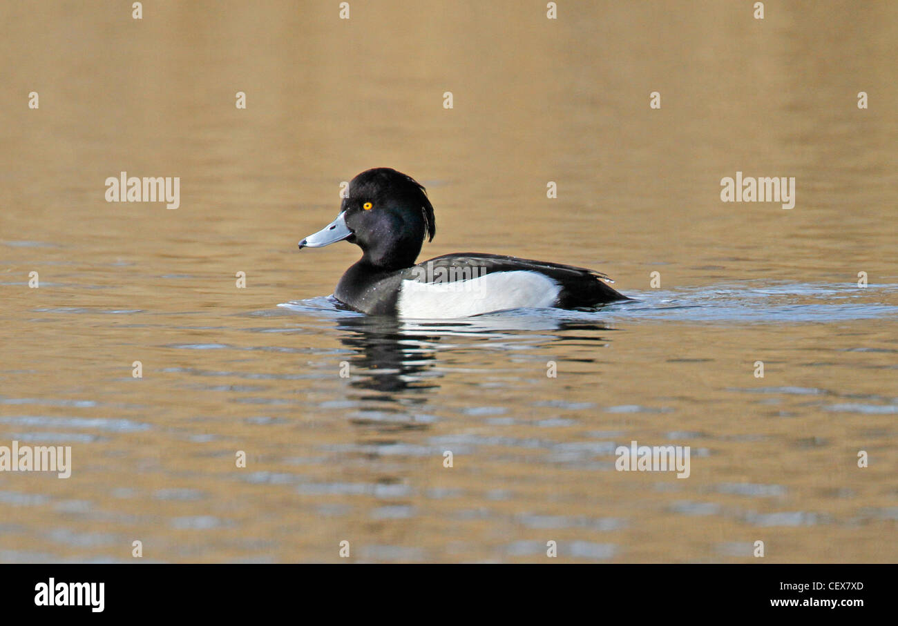 Male Tufted Duck, aythya fuligula, white sided duck, tufted Stock Photo