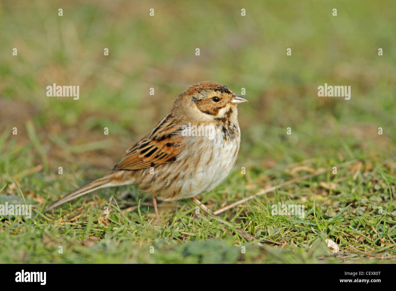 Female Reed Bunting,emberiza schoeniclus, Bunting, wild bird,reed  sparrow Stock Photo