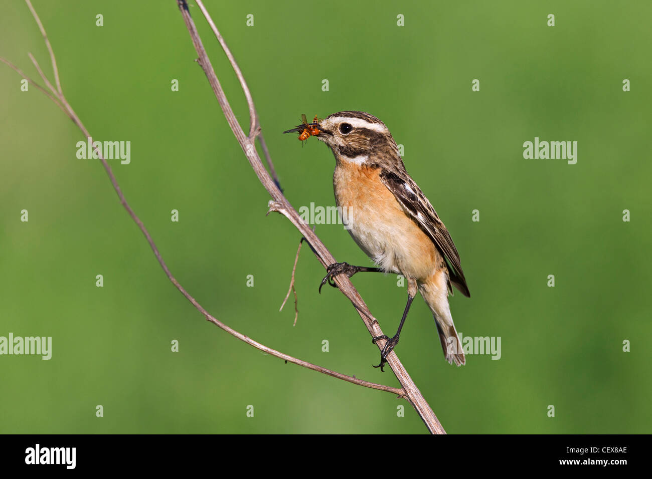 Whinchat (Saxicola rubetra) female with insect prey in beak, Germany Stock Photo