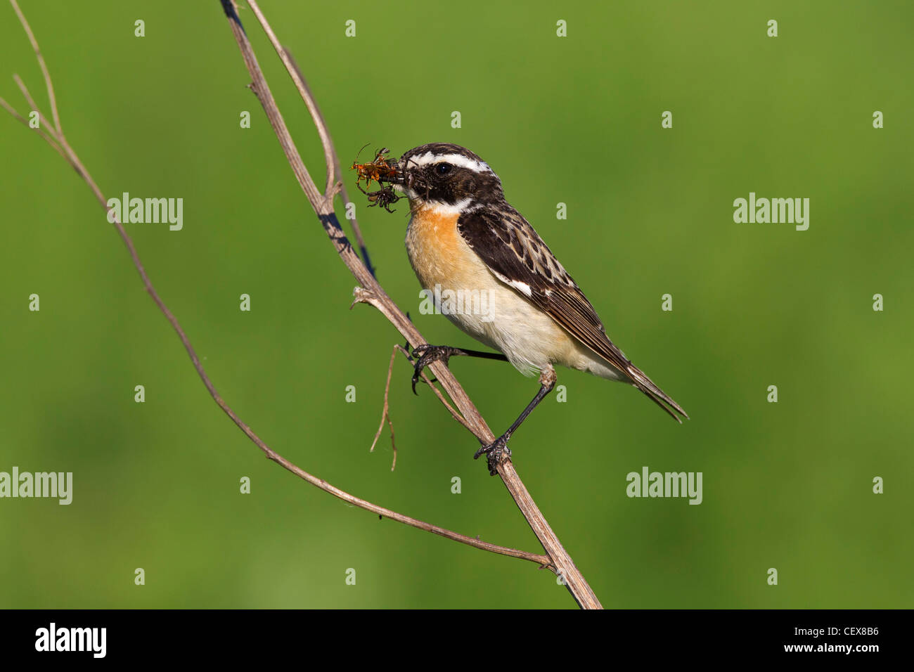Whinchat (Saxicola rubetra) with insect prey in beak, Germany Stock Photo