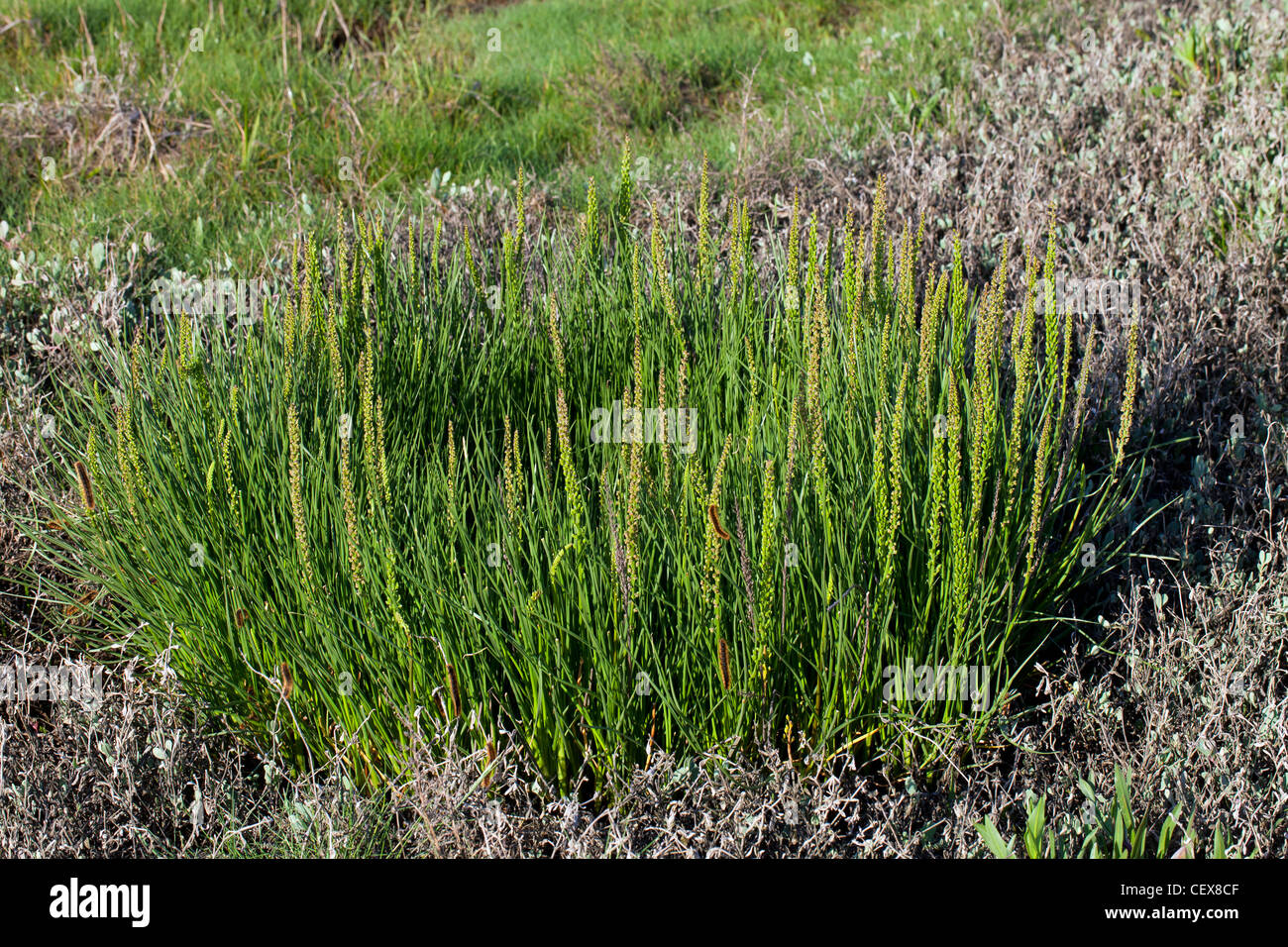 Sea arrowgrass (Triglochin maritimum) in flower in spring, Wadden Sea, Germany Stock Photo