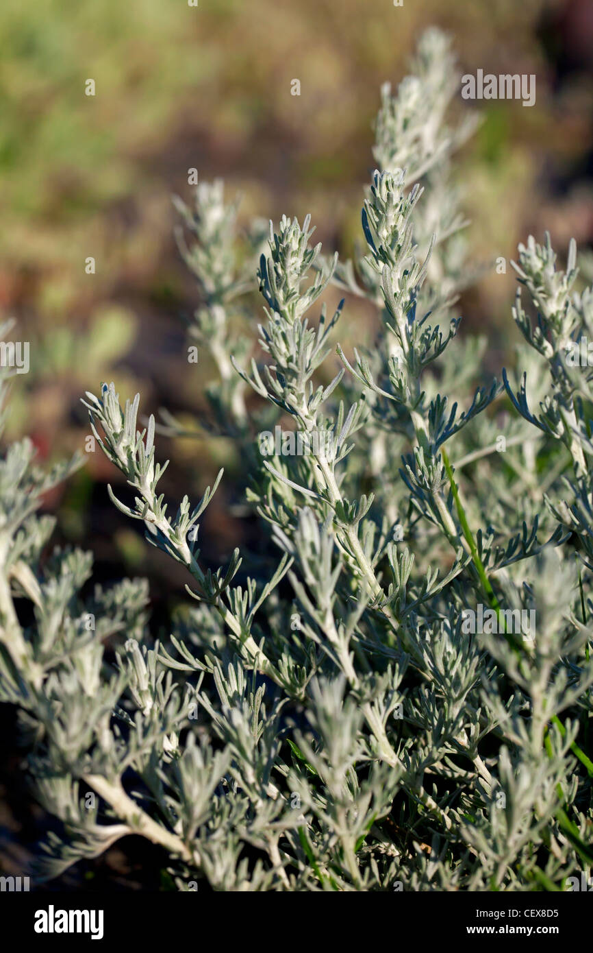 Sea wormwood (Artemisia maritima / Seriphidium maritimum), Wadden Sea, Germany Stock Photo