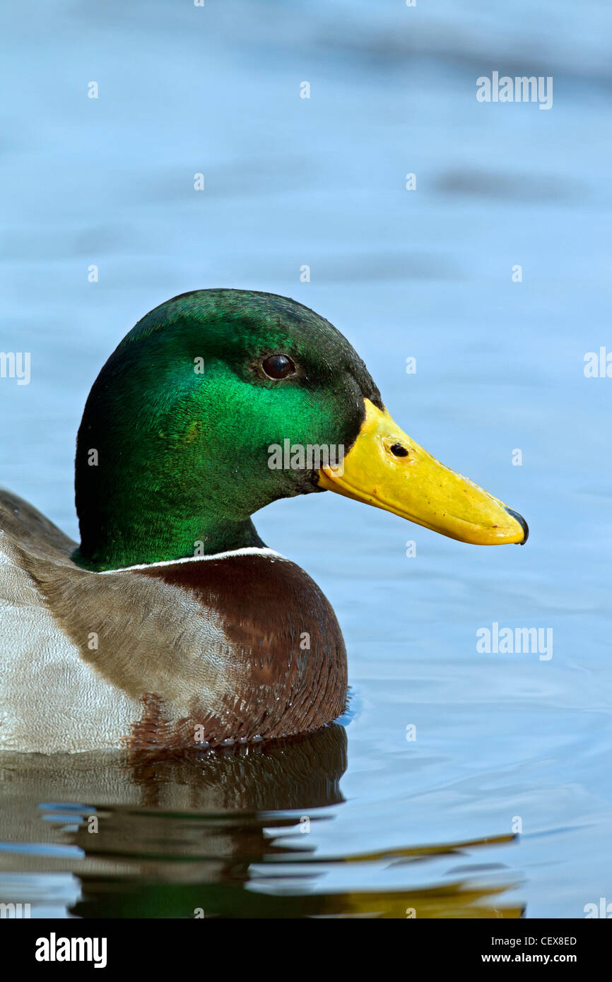 Mallard / Wild Duck (Anas platyrhynchos) drake close-up of swimming male Stock Photo