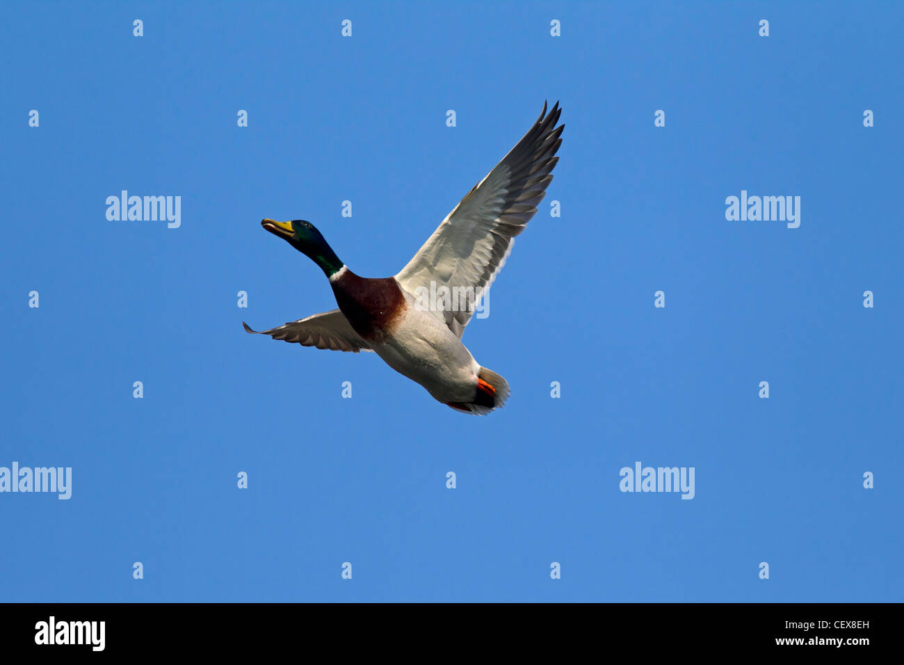 Mallard / Wild Duck (Anas platyrhynchos) drake in flight Stock Photo