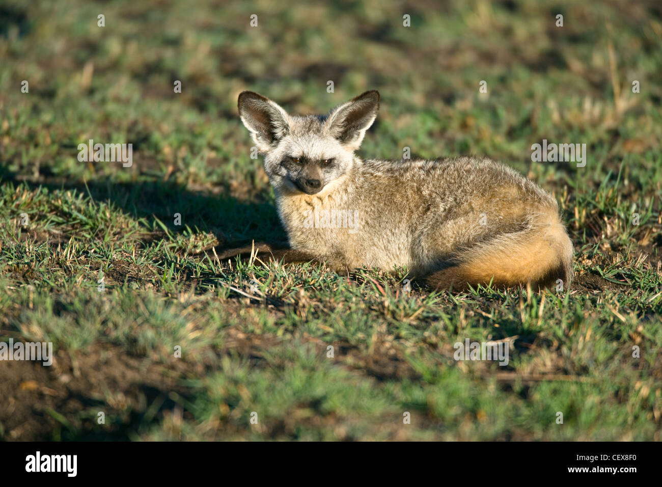 Bat-eared Fox, Otocyon megalotis, laying on ground. Masai Mara, Kenya ...