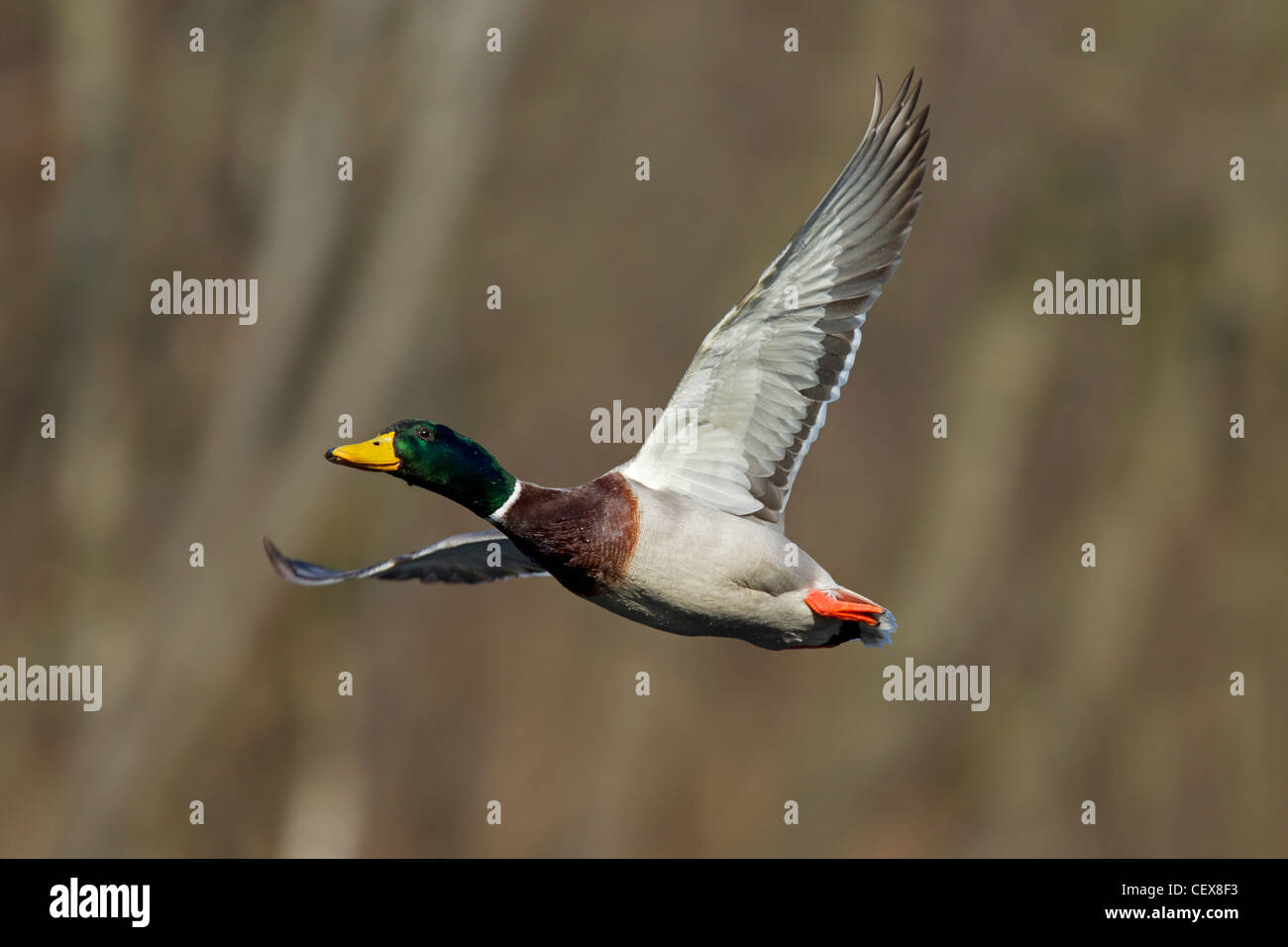 Mallard / Wild Duck (Anas platyrhynchos) drake in flight above lake Stock Photo