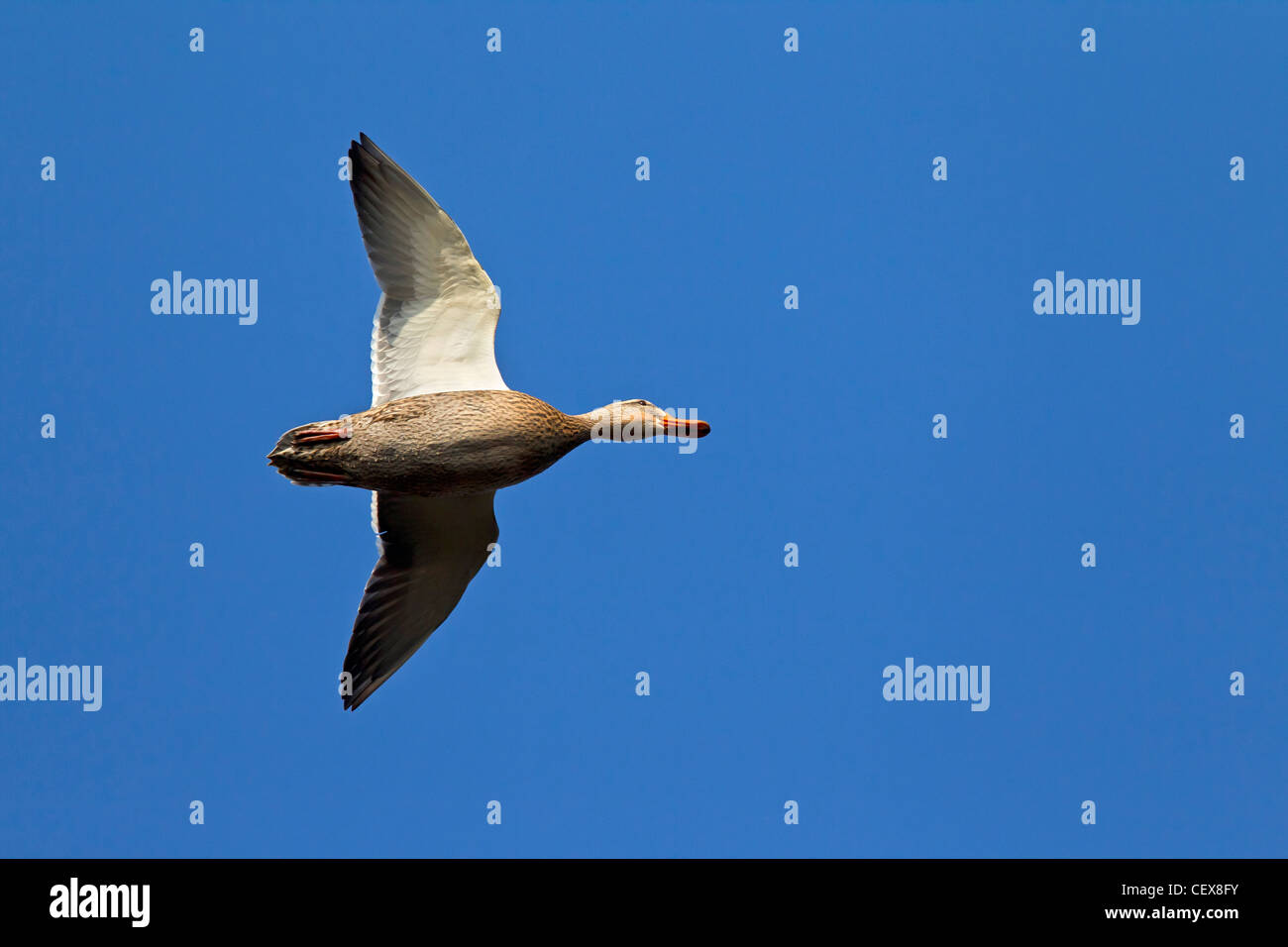 Mallard / Wild Duck (Anas platyrhynchos) female in flight Stock Photo