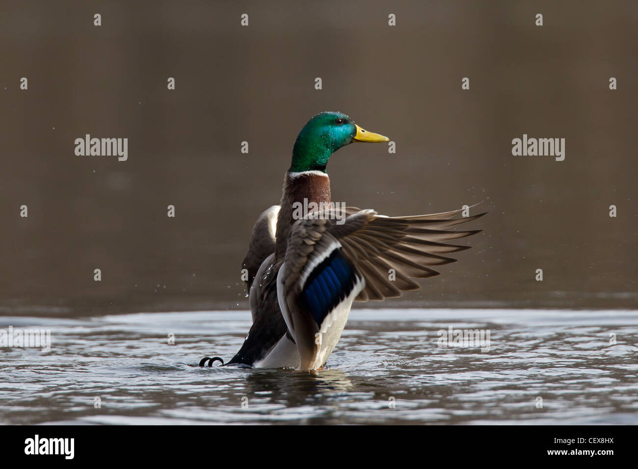 Mallard / Wild Duck (Anas platyrhynchos) drake flapping its wings on lake Stock Photo