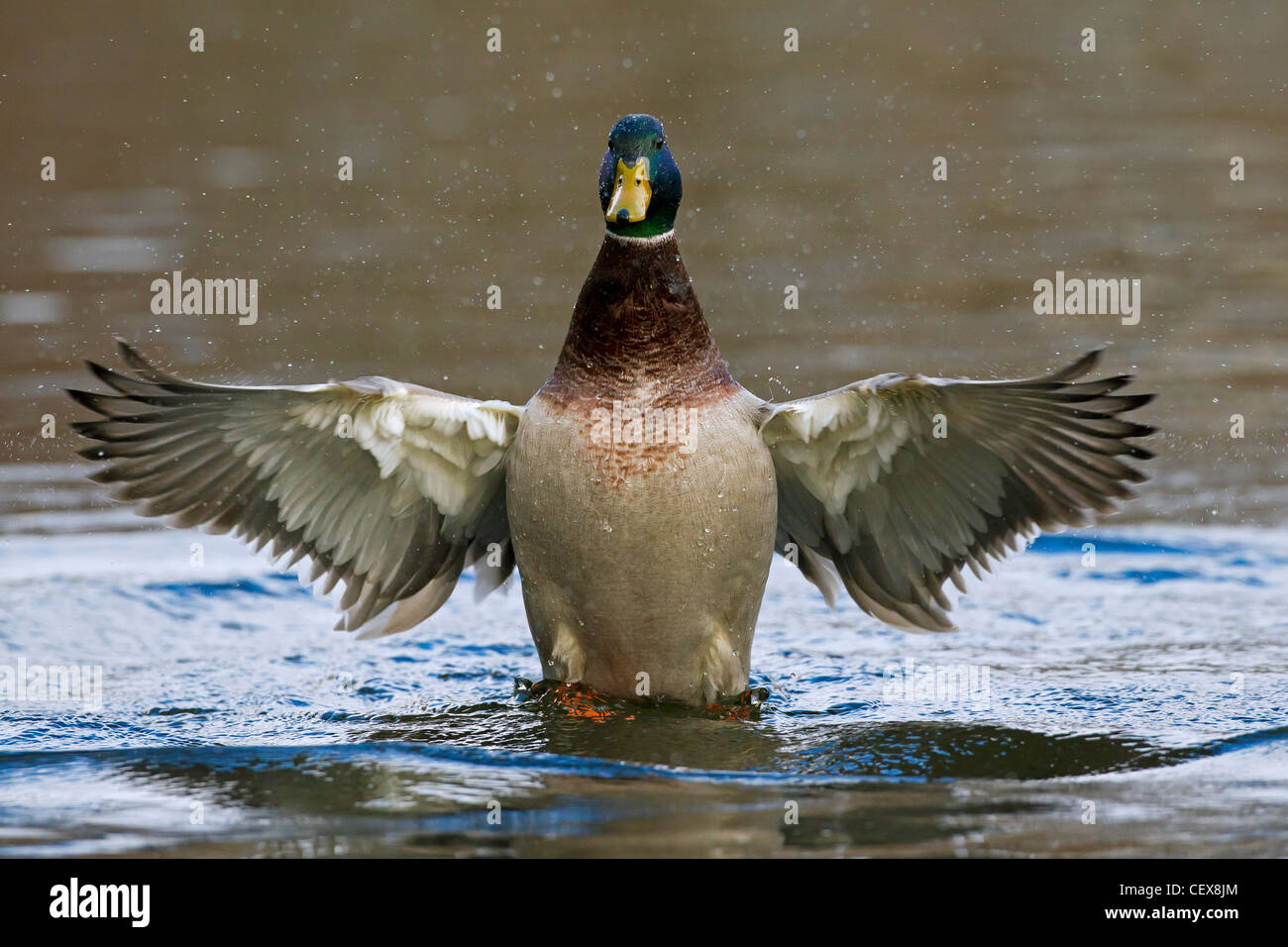 Mallard / Wild Duck (Anas platyrhynchos) male flapping its wings on lake Stock Photo