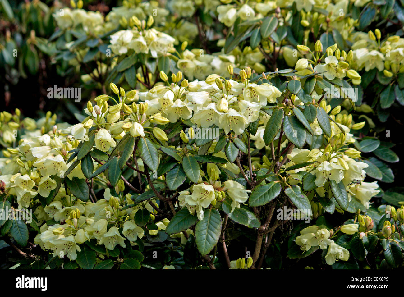 Rhododendron Xanthocodon Stock Photo