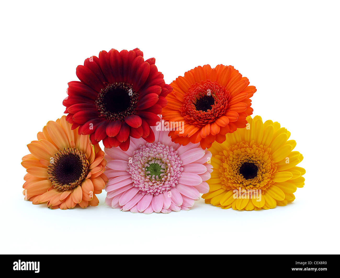 Colorful Gerber flowers Stock Photo