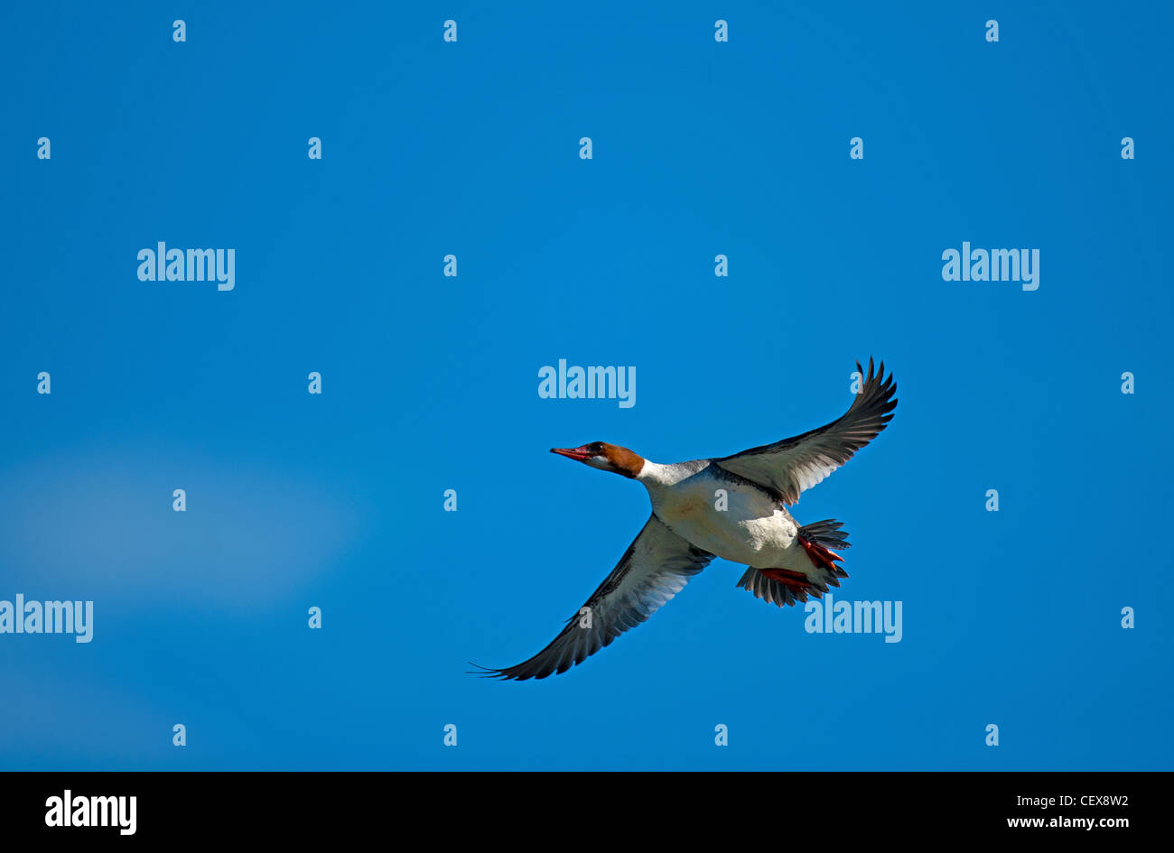 Common Merganser Mergus merganser Duck in flight.  SCO 8042 Stock Photo