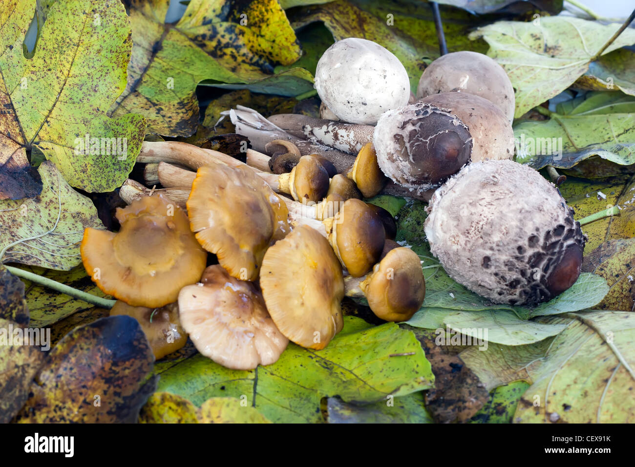 pipinky mushrooms, parasol mushroom and puffballs autumnal composition. Stock Photo