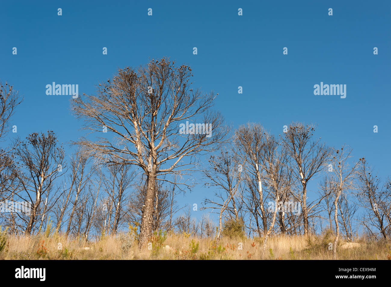 Pine tree forest after a devastating fire Stock Photo - Alamy