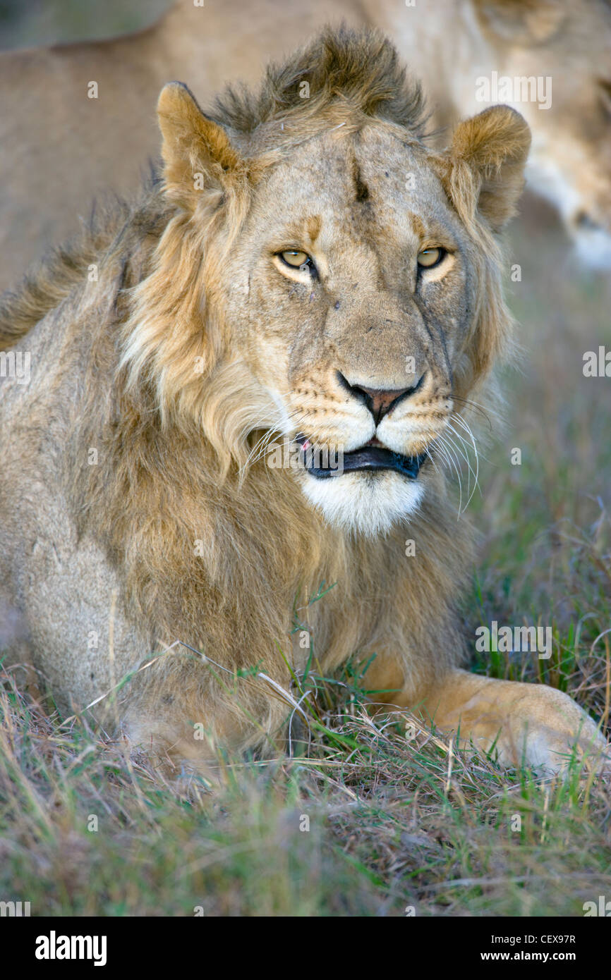 Male African Lion, Panthera leo, resting. Masai Mara, Kenya Stock Photo ...