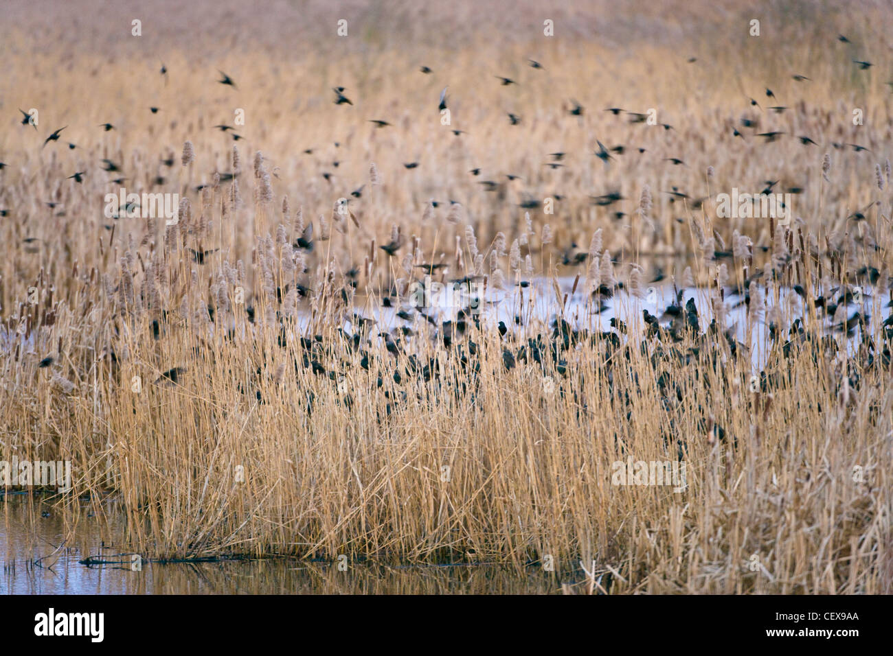 Common Starlings, Sturnus vulgaris, coming into a reed bed at sunset to roost, UK. Stock Photo