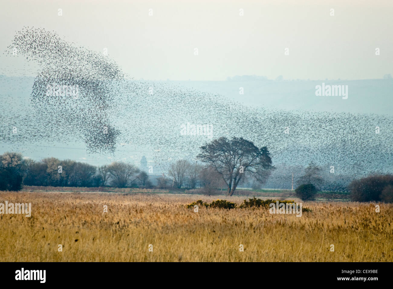 Flock of Common Starling, Sturnus vulgaris, displaying aerial patterns before steeling into the reeds beds, Somerset Levels. Stock Photo