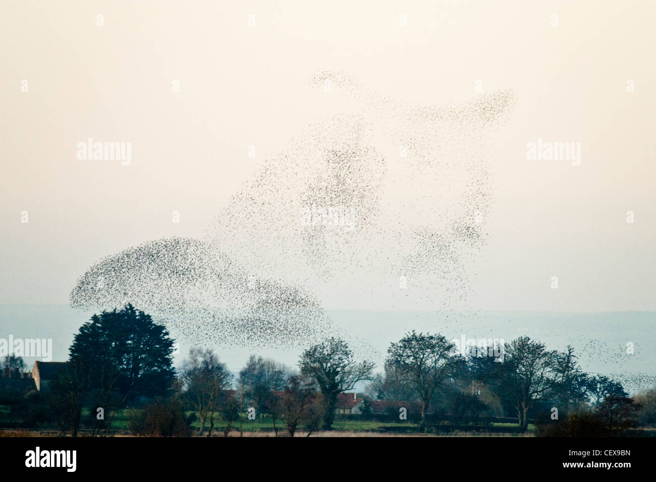 Flock of Common Starling, Sturnus vulgaris, displaying aerial patterns before steeling into the reeds beds, Somerset Levels. Stock Photo
