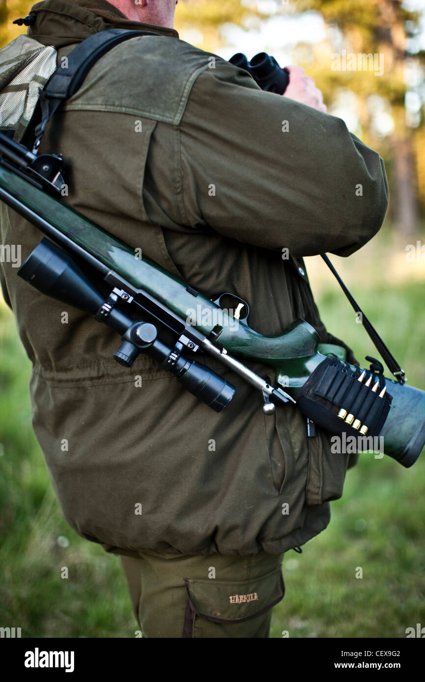 Deer hunter with rifle in Thetford forest, UK Stock Photo