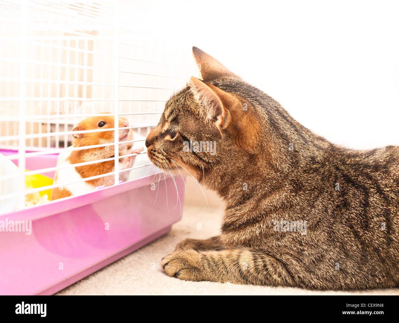 Hamster cage hires stock photography and images Alamy