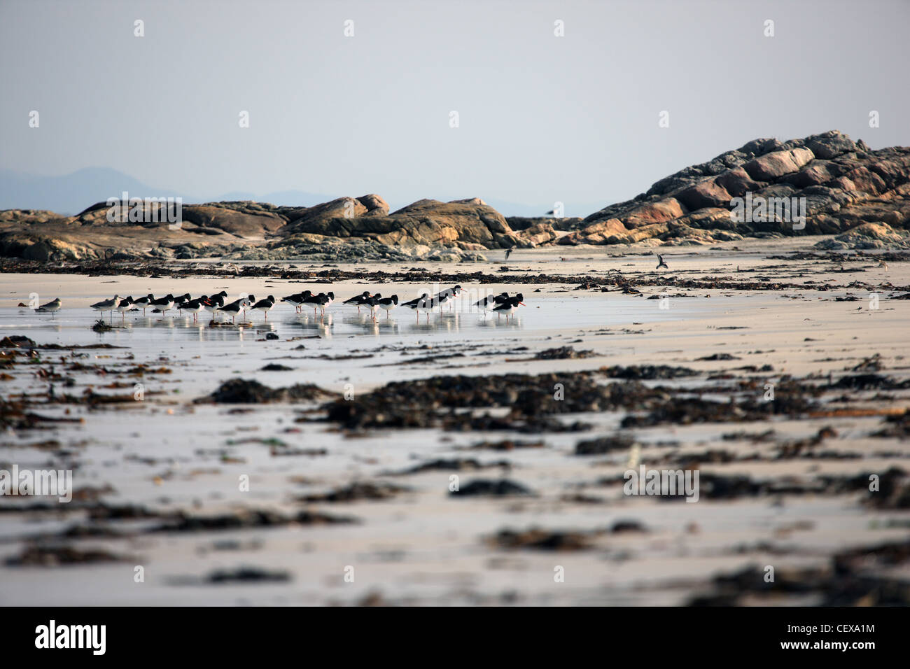 Oystercatchers on a beach in the Inner Hebrides Stock Photo