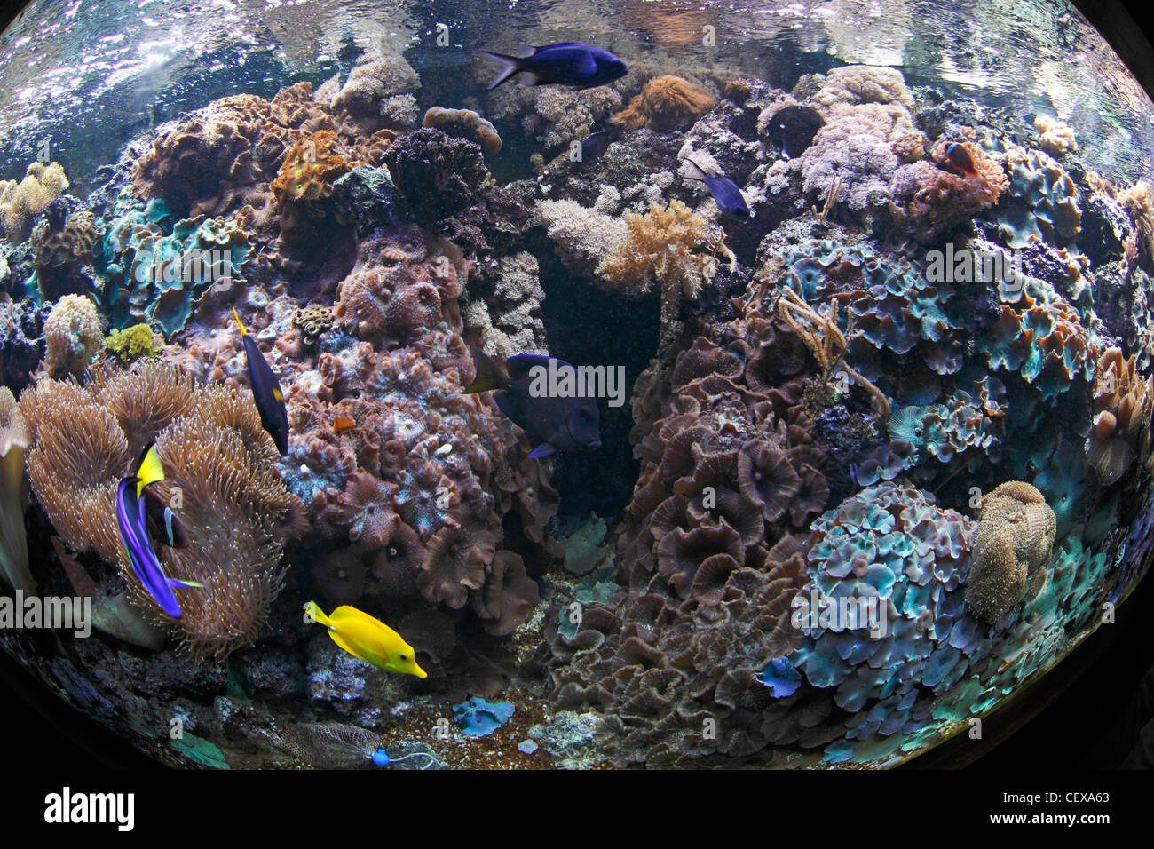 tropical fish on a reef Stock Photo