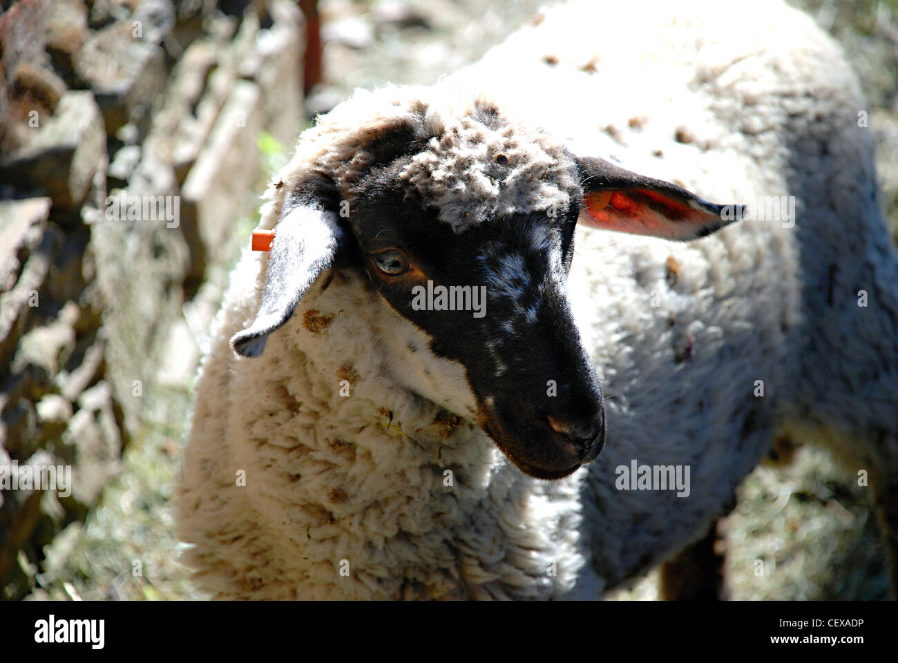 Portrait of white sheep. Stock Photo