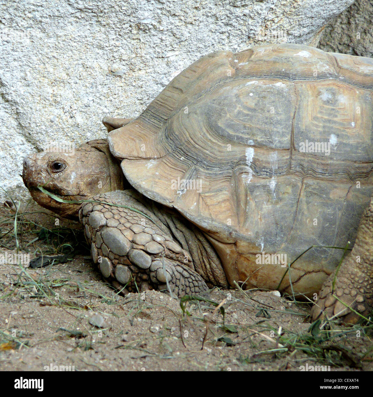 Turtle in the sand Stock Photo Alamy