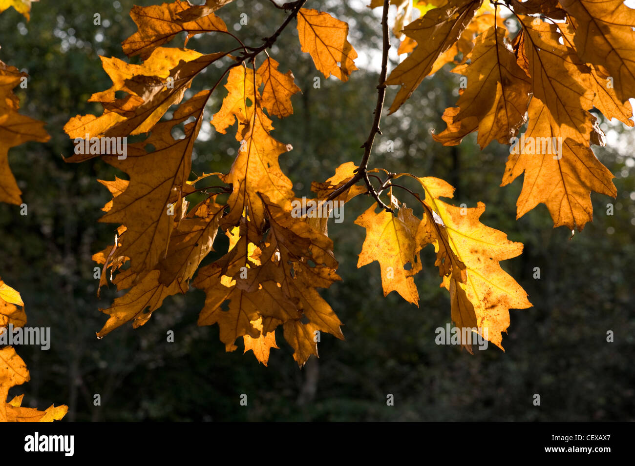 Detailed view of Autumnal colour in deciduous trees. UK Stock Photo Alamy