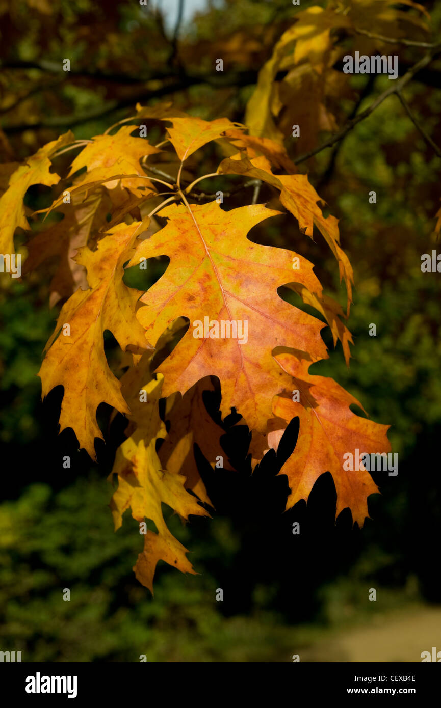 Detailed view of Autumnal colour in deciduous trees. UK Stock Photo Alamy