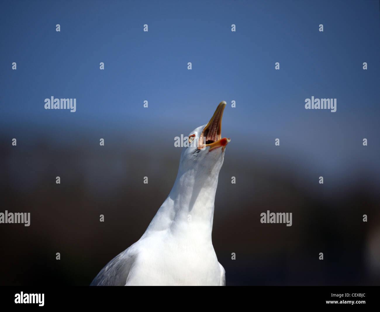Herring gull calling with beak open Stock Photo Alamy