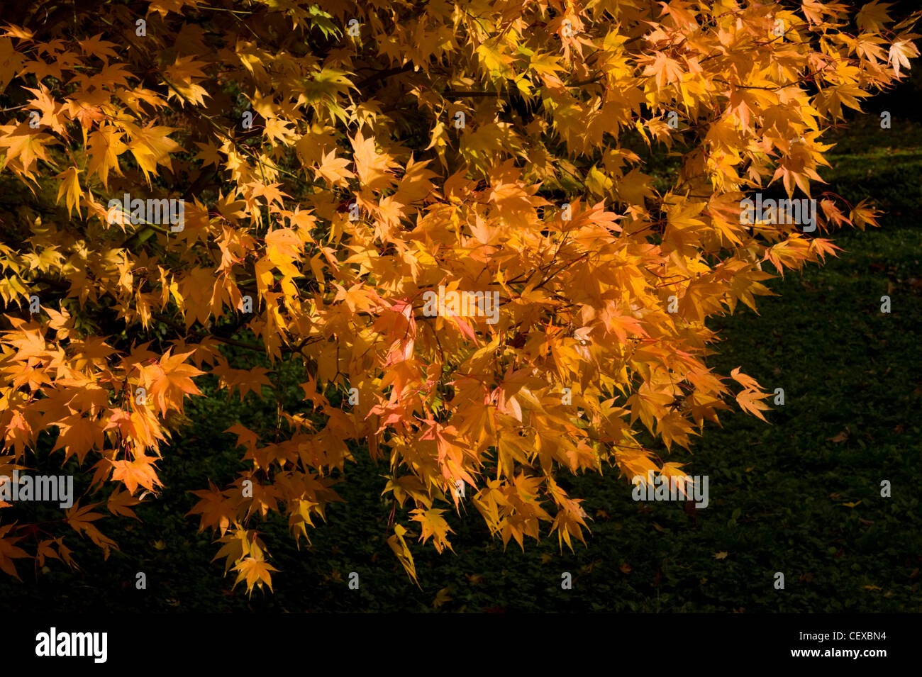 Autumnal colouring in deciduous trees, Winkworth, Surrey, UK Stock Photo