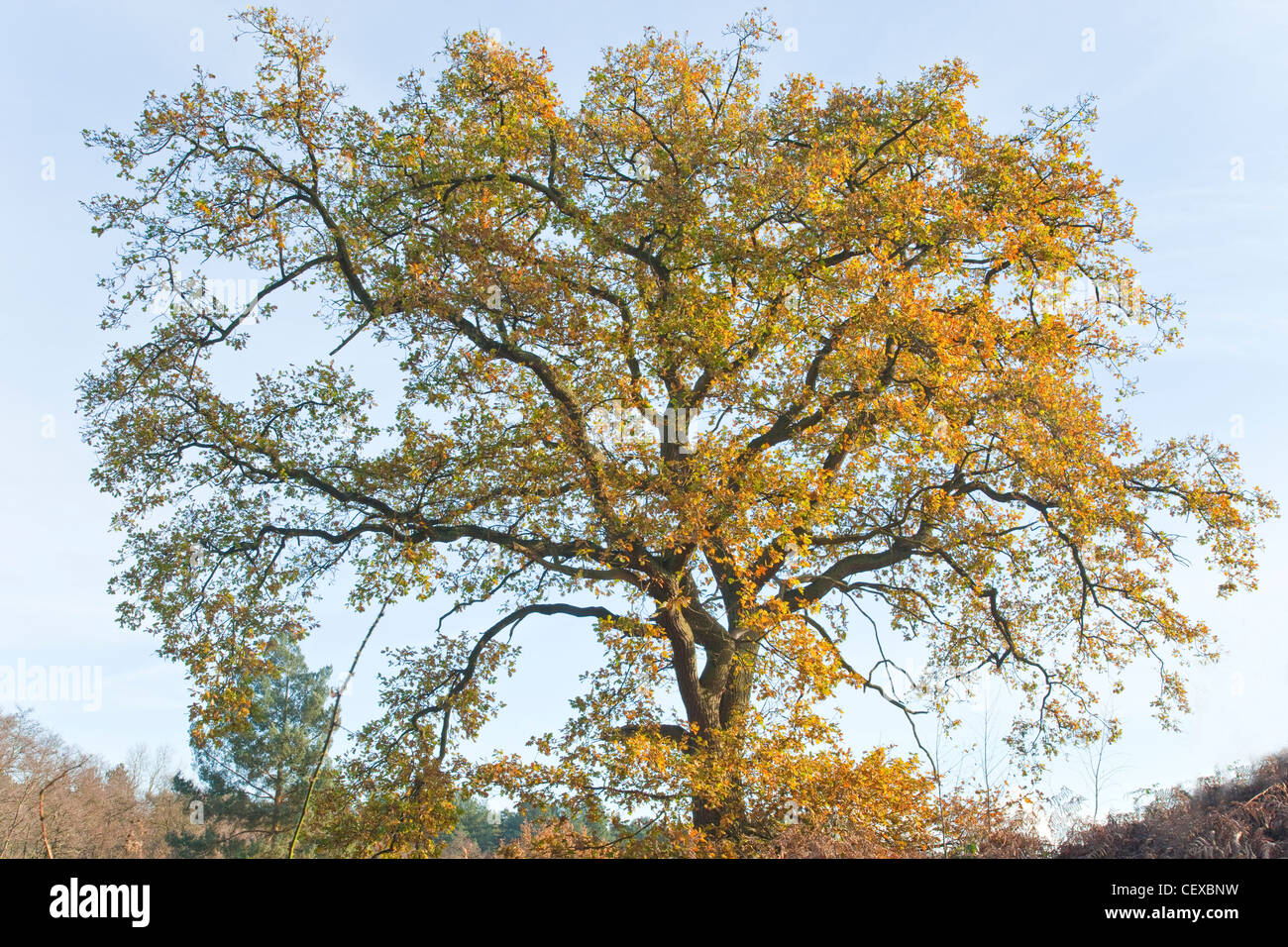 Fine specimen of Mature Oak Tree in late autumn Cannock Chase AONB