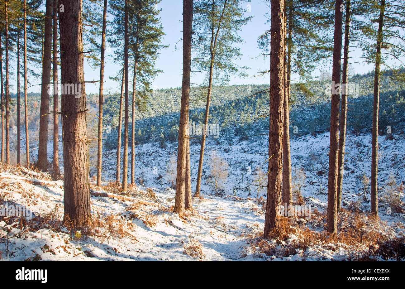 Beautiful winter scenes in and around Abrahams Valley in early winter Cannock Chase AONB (area of outstanding natural beauty) in Stock Photo