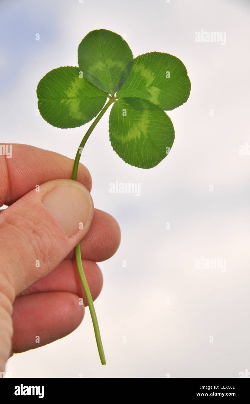 A person holds a lucky four leaved / leaf clover. Stock Photo