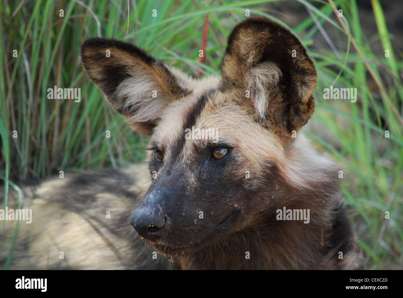 African Wild Dog Stock Photo - Alamy
