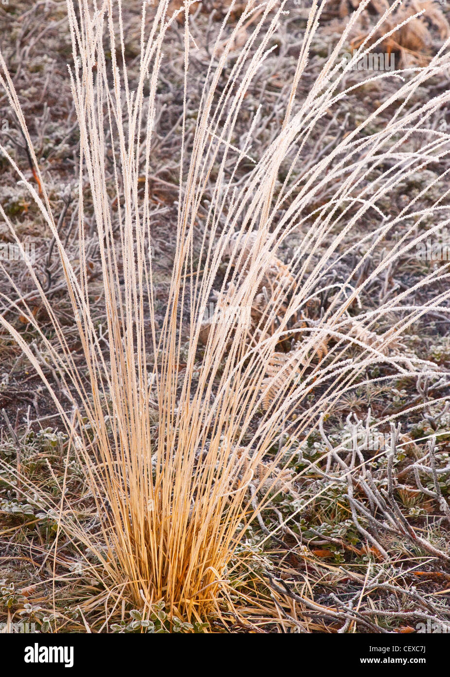 Severe frost covered wild grass in mid-winter Cannock Chase AONB Stock Photo