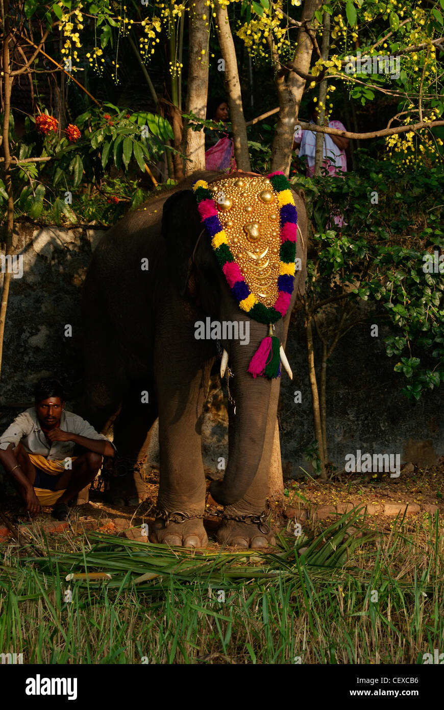 Kerala Elephant High Resolution Stock Photography And Images Alamy