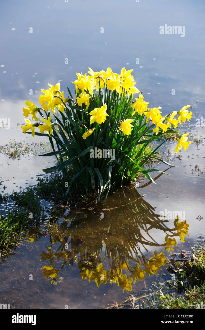 Daffodils in flood water from River Spey at Garmouth, Scotland in April 2010 due to heavy snow melt. Stock Photo