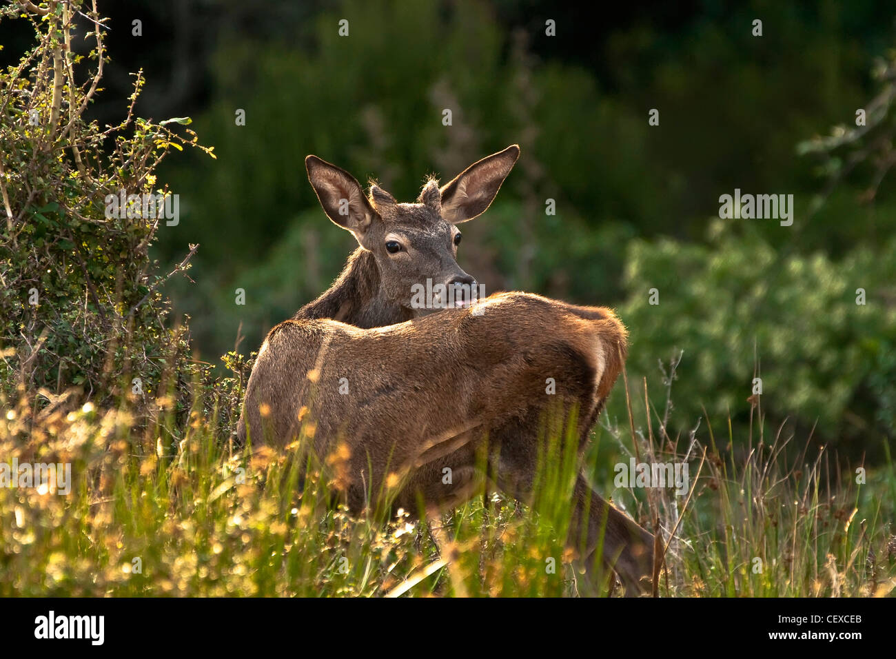 deer, fawn, ciervo, cervatilo Stock Photo