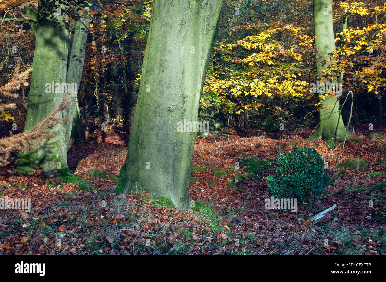 Autumn colour Cannock Chase Country Park AONB (area of outstanding ...