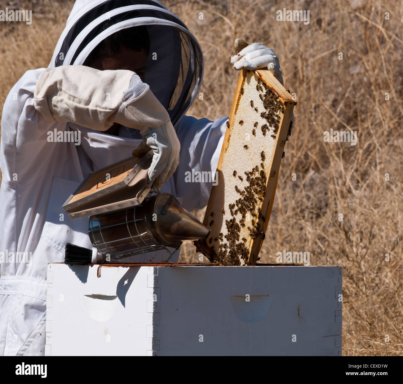 A hobbyist beekeeper in Stevensville, Montana begins to open the Langstroth frames to harvest honey in late fall. Stock Photo