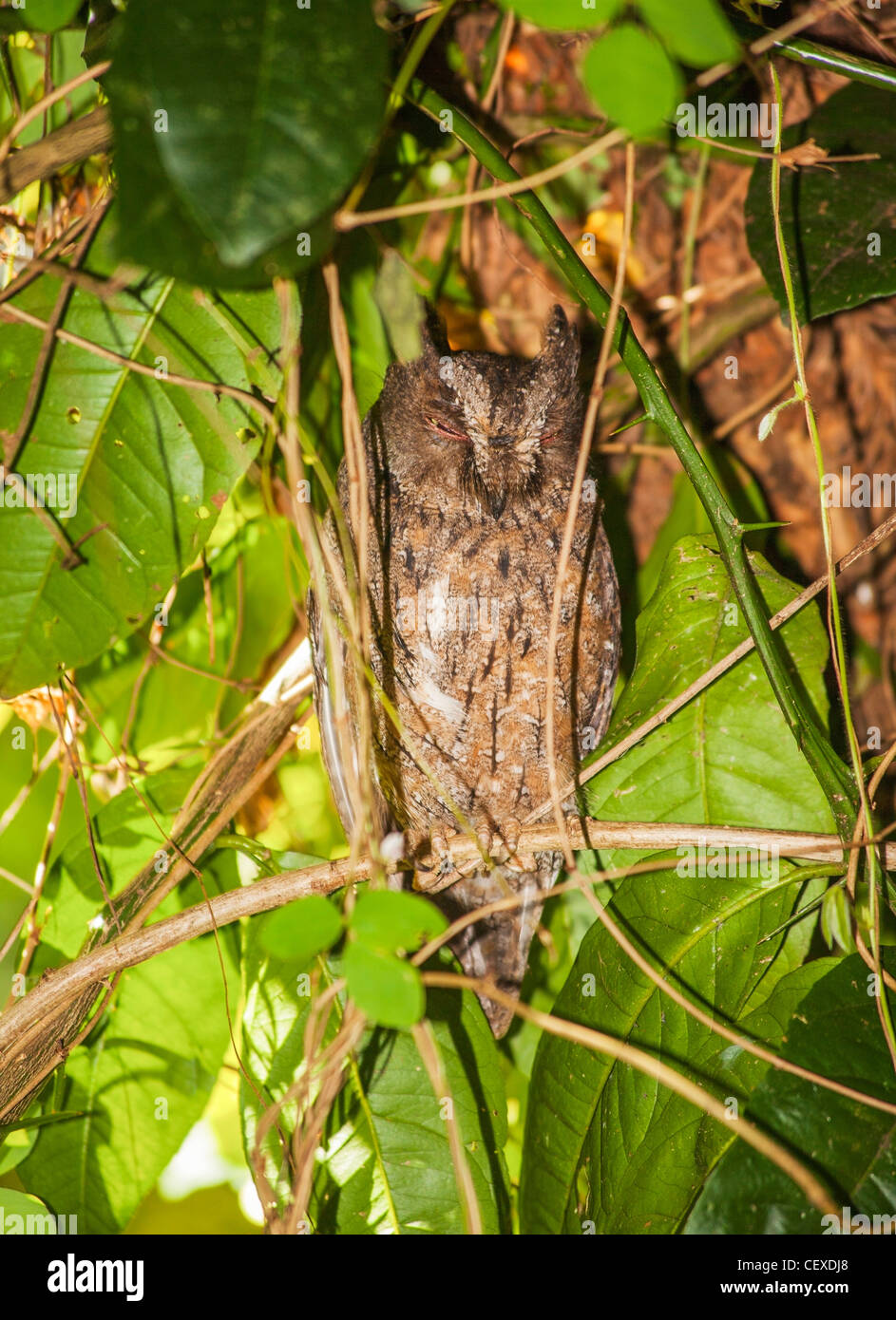 Scops owl, Amber Mountain National Park, Madagascar.  Torotoroka Scops Owl (Otus madagascariensis) or Madagascar Scops Owl Stock Photo